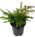 4" Fern Pteris Tricolor